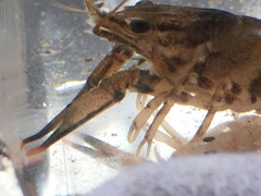 Faxonius erichsonianus