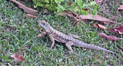 Tropidurus torquatus