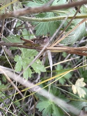 Pseudochorthippus curtipennis