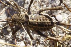 Hetrodes pupus pupus