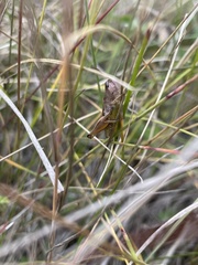 Pseudochorthippus curtipennis