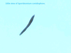 Sporidesmium