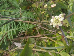 Passiflora micrantha