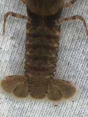 Faxonius erichsonianus