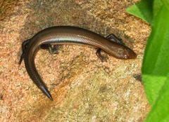 Panaspis wahlbergii