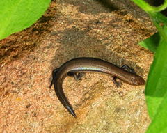 Panaspis wahlbergii