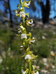 Prasophyllum fimbria