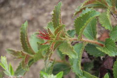 Acalypha punctata