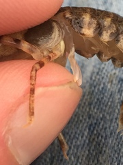 Faxonius erichsonianus