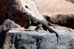 Liolaemus austromendocinus