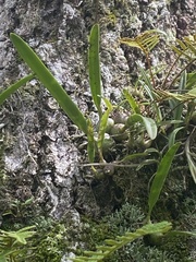 Encyclia tampensis image