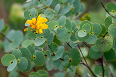 Chamaecrista blanchetii