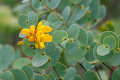 Chamaecrista blanchetii