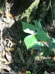 Trillium ovatum