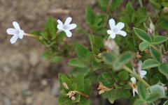 Dyschoriste burchellii