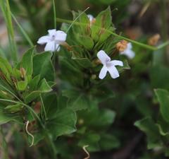 Dyschoriste burchellii