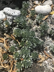 Heliotropium anomalum