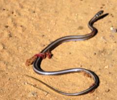 Psammophis crucifer