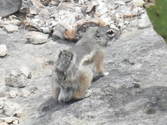 Ammospermophilus interpres