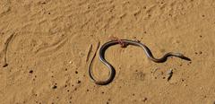 Psammophis crucifer