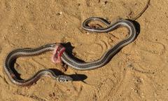 Psammophis crucifer