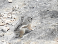 Ammospermophilus interpres