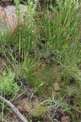 Bulbostylis oritrephes