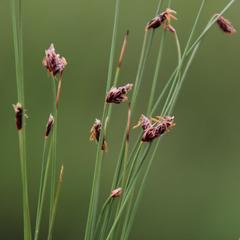 Bulbostylis oritrephes