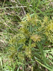 Cyperus meyenianus