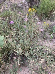 Abronia nealleyi