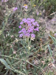 Abronia nealleyi