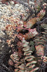 Crassula perforata perforata