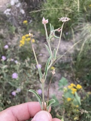Abronia nealleyi