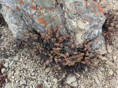 Crassula perforata perforata