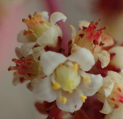 Crassula perforata perforata