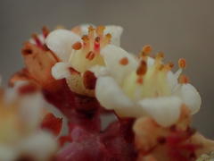 Crassula perforata perforata