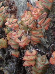 Crassula perforata perforata