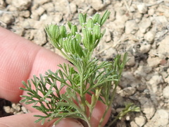 Ammoselinum popei