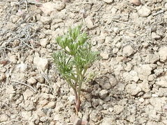 Ammoselinum popei