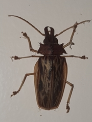 Macrodontia zischkai