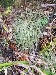 Lycopodium deuterodensum
