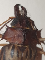 Macrodontia zischkai