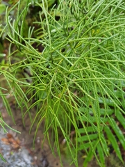 Lycopodium deuterodensum