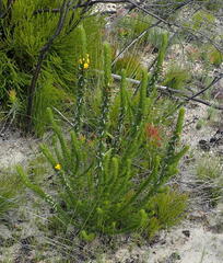 Aspalathus acanthes