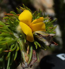 Aspalathus acanthes