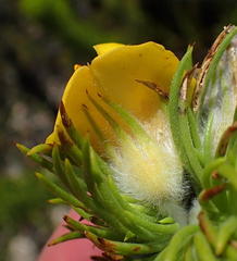Aspalathus acanthes
