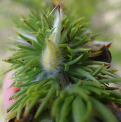 Aspalathus acanthes