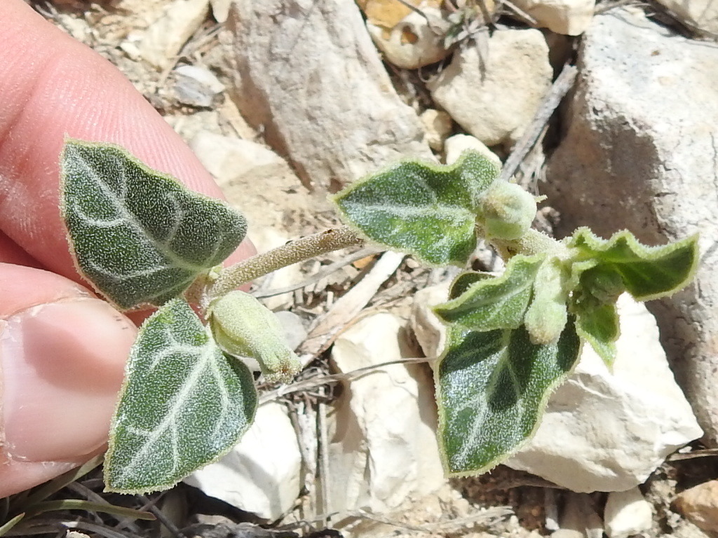 Acleisanthes crassifolia