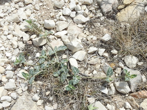 Image of Acleisanthes crassifolia by (c) Sam Kieschnick, some rights reserved (CC BY)