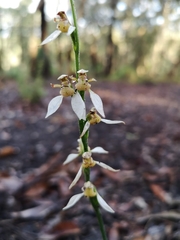 Eriochilus dilatatus